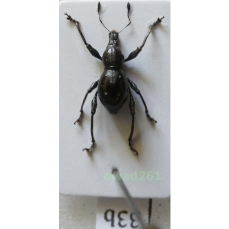 Metapocyrtus sp. Heller, 1912 female Philippines33b